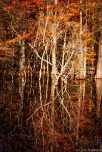 Autumn On The Bayou.low