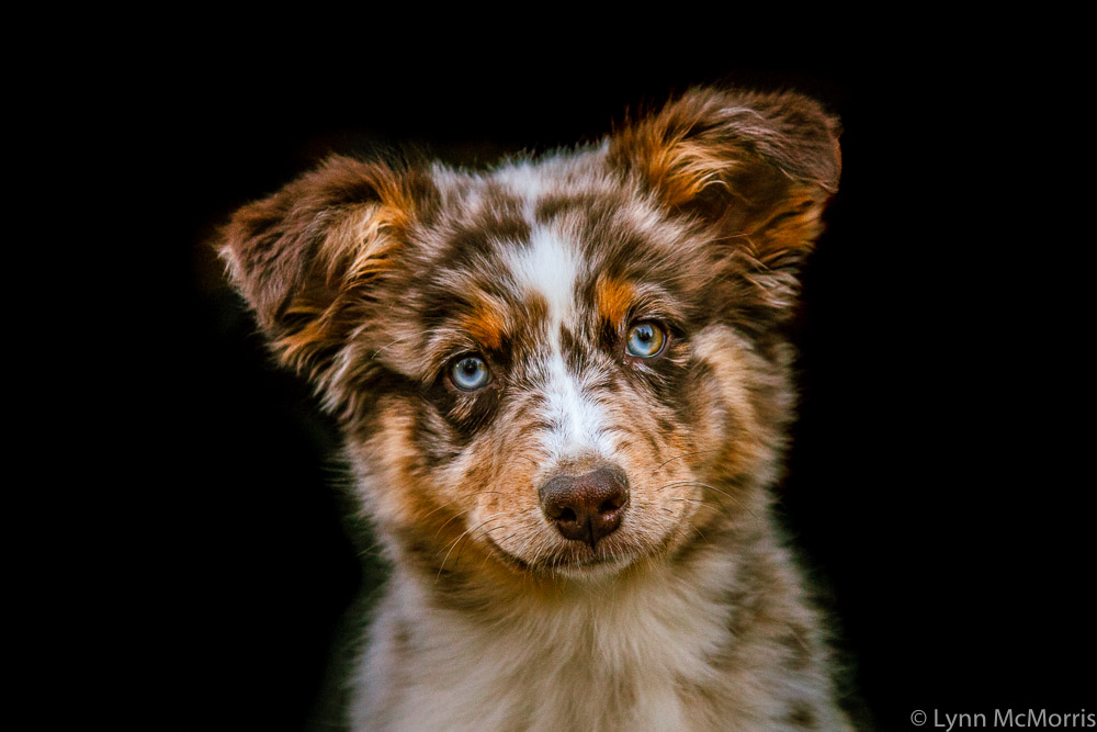 Dixie, the Australian sheep dog portrait.